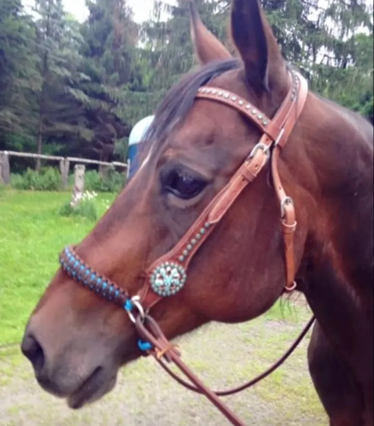 AVERAGE side pull hackamore  with black chinstrap