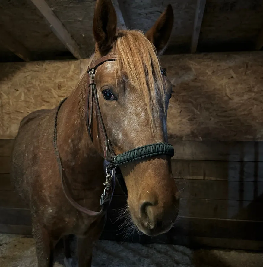 AVERAGE side pull hackamore  with black chinstrap