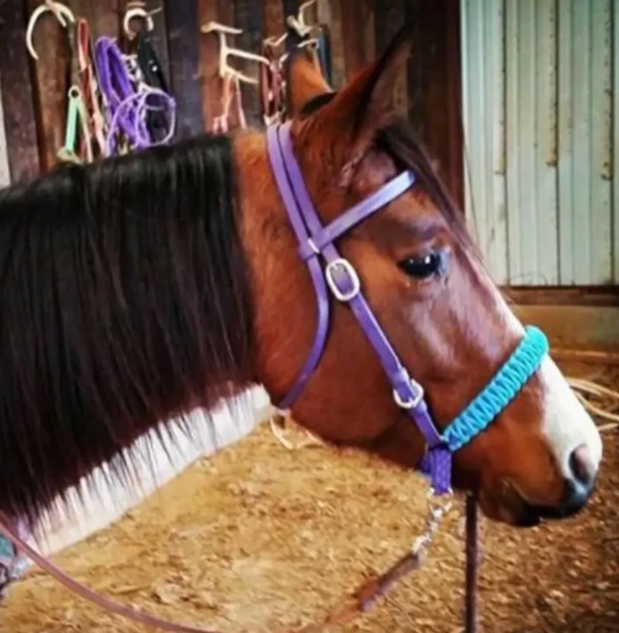 AVERAGE side pull hackamore  with black chinstrap
